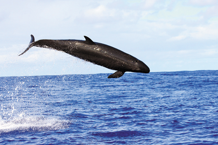 흑범고래는 몸 대부분이 까무잡잡하고, 다 자라면 몸길이가 6m에 달해요. /미국해양대기관리처