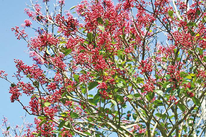 먼나무는 가을부터 이듬해 봄까지 빨간색 열매가 달려 보기에 아름다워요. /국립생물자원관