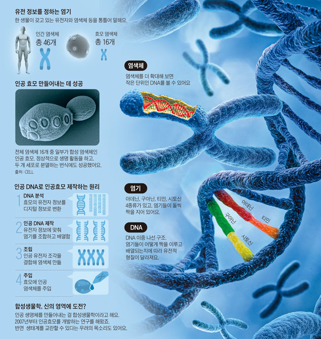 [재미있는 과학] 염색체 조합해 퍼즐 맞추면 '인공 생물' 출현해요