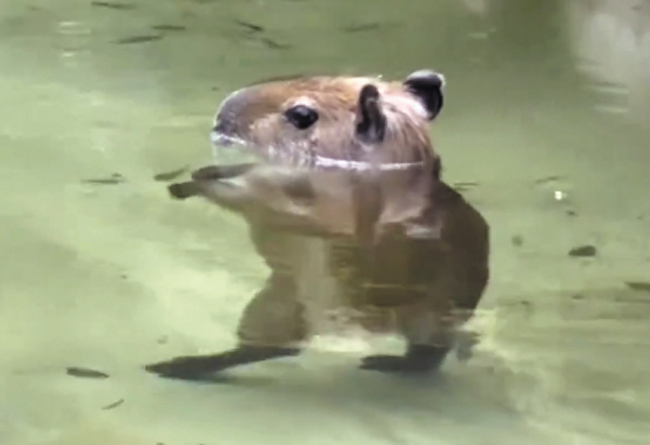 카피바라가 물속에서 춤추듯 뒤뚱뒤뚱 두 발로 걷는 모습. /미국 ZWF마이애미 동물원