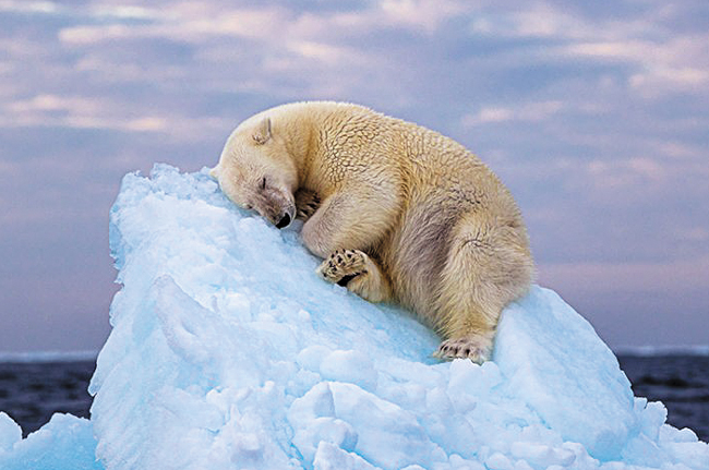 영국 런던자연사박물관에서 '2023년 올해의 야생 사진'으로 선정한 작품 '얼음 침대(Ice Bed)'. /런던자연사박물관(Nima Sarikhani)