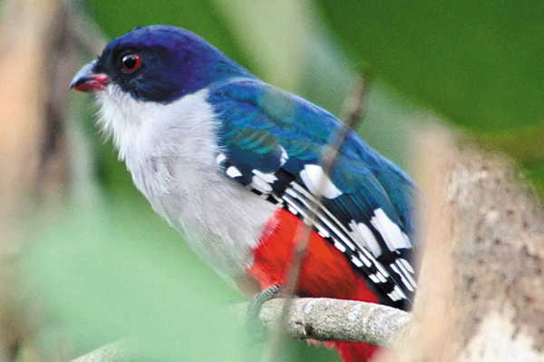 깃털 색이 화려한 새 ‘쿠바 트로곤’. 빨강·파랑·하양을 지닌 쿠바 국기와도 색깔이 비슷하네요. /버드오브컬러위키