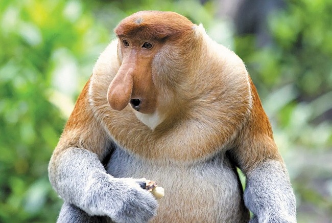 '코주부원숭이' 수컷은 길이가 최대 10㎝인 큰 코를 지녔어요. '코주부'는 코가 크다고 놀리는 말이에요. /브리태니커