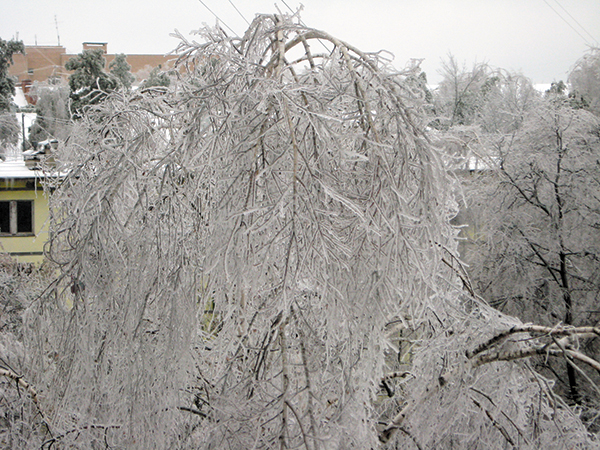 2010년 12월 러시아 모스크바에서 ‘어는 비’를 맞은 나무가 통째로 얼어붙었어요. /위키피디아