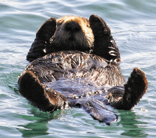 미국 캘리포니아 모로베이 바닷물 위에서 배를 내밀고 둥둥 떠다니는 해달. /위키피디아