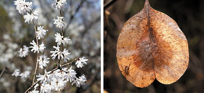 매년 3~4월에 피는 미선나무 꽃(왼쪽). 부채를 닮은 미선나무 열매가 갈색으로 변한 모습. /국립생물자원관