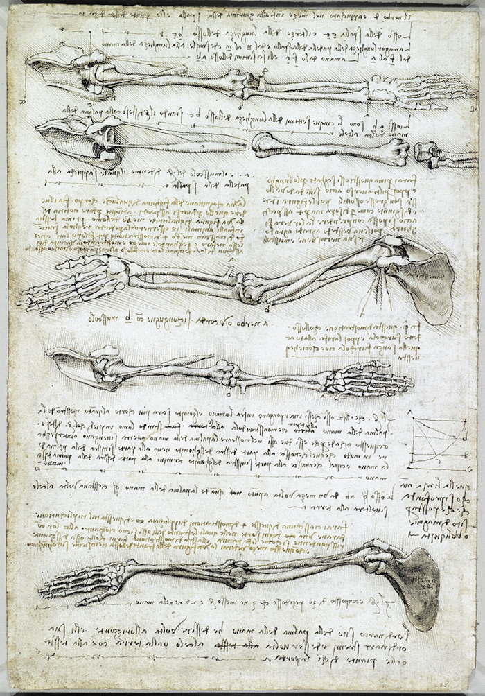 작품1 - 레오나르도 다빈치, ‘팔의 뼈와 근육’, 1510~1511년. /위키피디아