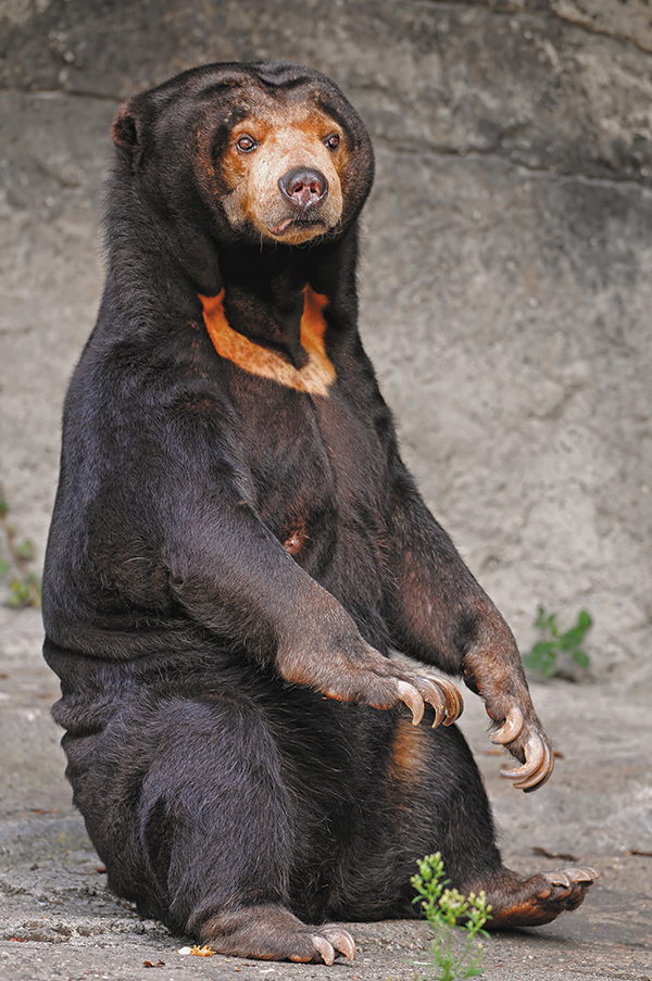 말레이곰이 앉아 있는 모습. /위키피디아