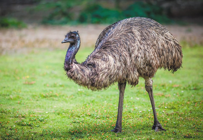 타조에 이어 지구상에서 둘째로 큰 새 ‘에뮤’. /호주 박물관