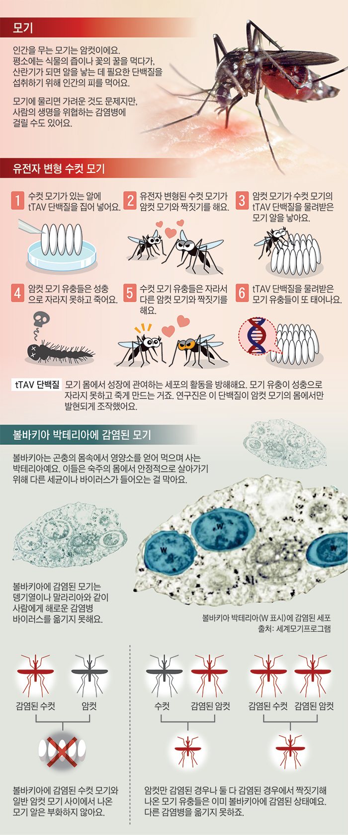 [재미있는 과학] 유전자 조작으로 피 빨아먹는 암컷 모기 줄여요