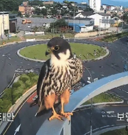 충남 보령의 한 교통 정보 방범 카메라에 포착된 새호리기. /국토교통부 국가교통정보센터