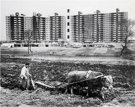 1978년 서울 강남 압구정 현대아파트 앞에서 한 주민이 밭을 갈고 있어요. 압구정 일대는 1960년대까지 논밭이었는데, 1970년대 강남 개발이 본격화되며 우리나라의 대표 부촌이 됐어요. /서울시역사아카이브