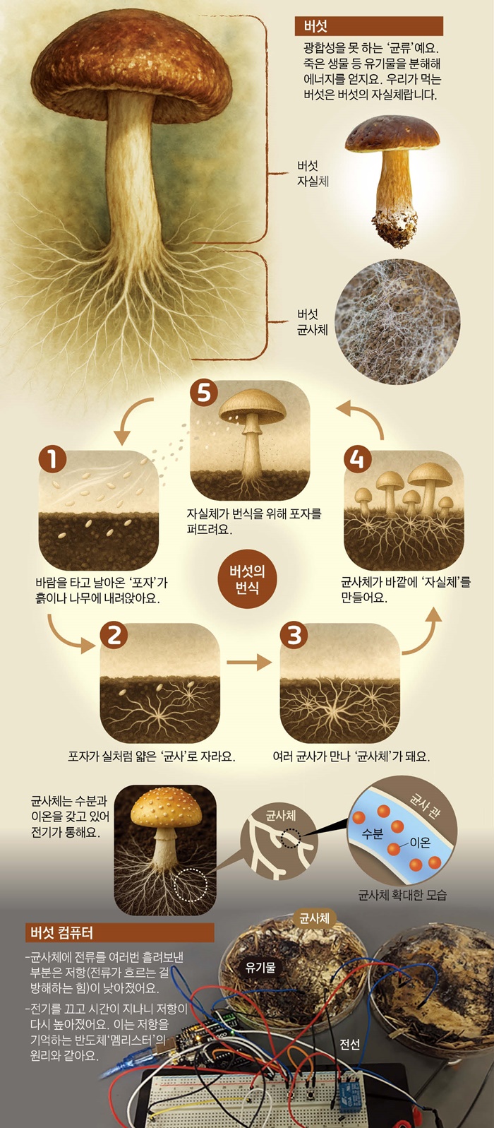 [재미있는 과학] 전기 신호 기억하는 버섯으로 반도체 만들 수 있대요