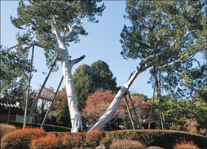 서울 종로구 헌법재판소에 있는 백송. 이 나무는 600년이 넘은 것으로 추정됩니다.
/김민철 기자
