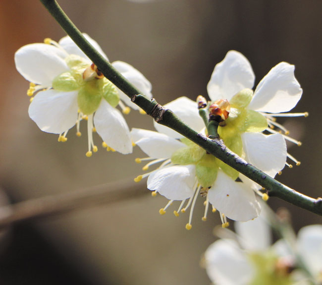 청매입니다. 꽃잎은 하얀색이지만 꽃받침이 초록색이라 청매라고 불러요. /김민철 기자