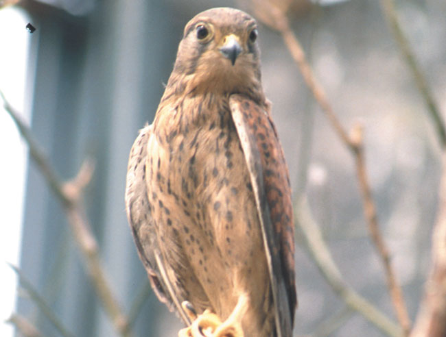 /한국학중앙연구원