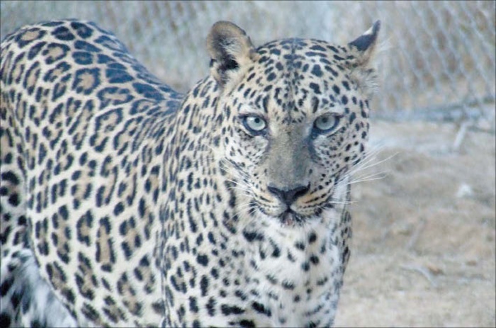 [동물 이야기] 전 세계 120여 마리만 남아… '세계 아라비아 표범의 날'도 정했어요