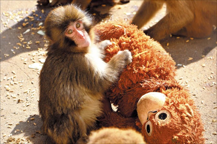  이치카와시 동물원 엑스(X•옛 트위터)