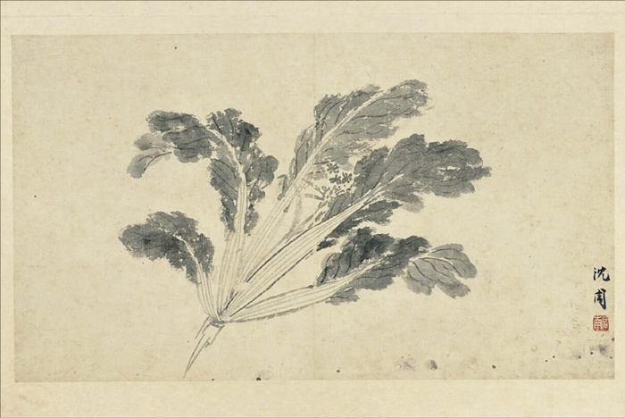 중국 명나라 화가 심주가 그린 배추입니다. 지금 우리가 아는 배추보다 훨씬 가는 모양이에요. /대만 국립고궁박물관