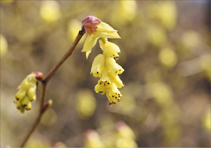 지리산의 깃대종 식물 히어리입니다.
/김민철 기자