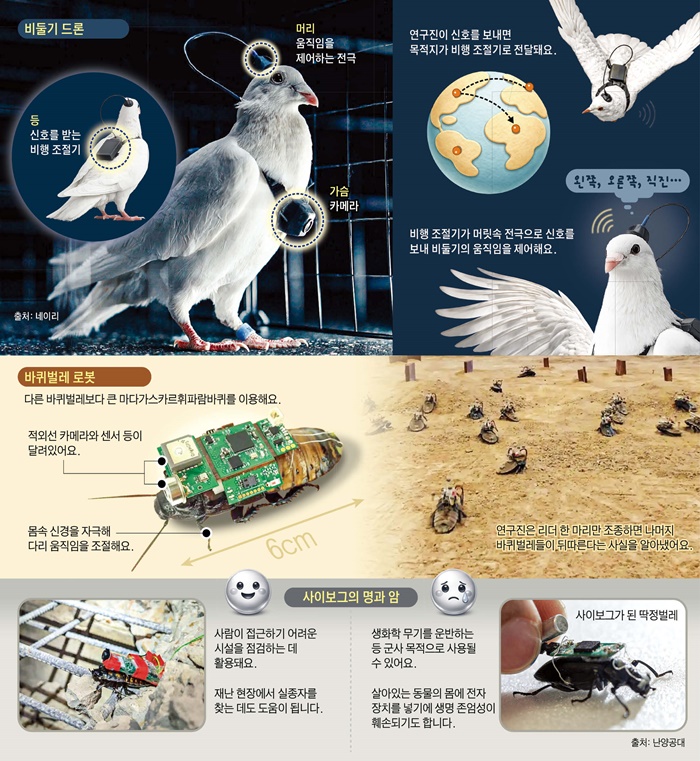 [재미있는 과학] 기계 장치로 동물 조종… 실종자 찾고 정찰도 한대요