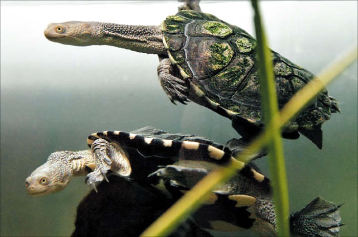 [동물 이야기] '여름잠' 자는 파충류… 뱀처럼 긴 목으로 잠수하며 육지 천적 피한대요
