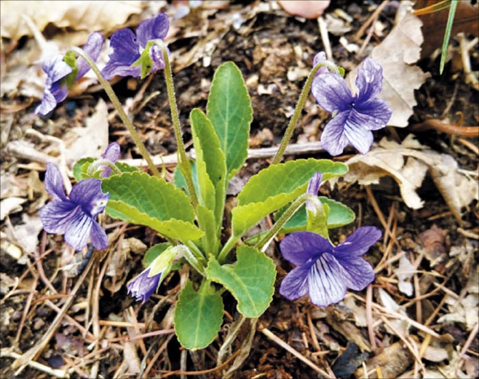 [식물 이야기] 나폴레옹도 사랑한 꽃… 서울에서 처음 발견된 종(種)도 있대요