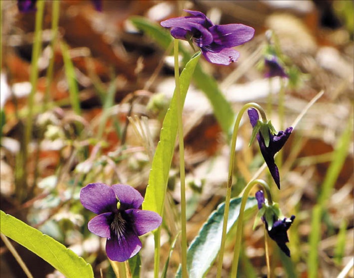 서울제비꽃(위쪽 사진)과 호제비꽃, 제비꽃(아래쪽 사진) 등은 도심에서 흔히 볼 수 있답니다. /김민철 기자

