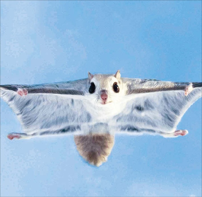 하늘다람쥐가 비막을 펼치고 활공하고 있어요. /BBC 어스 유튜브