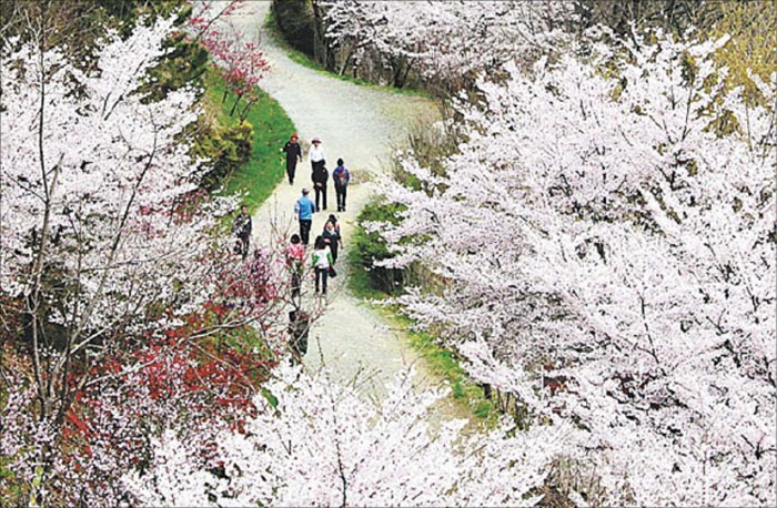 진해드림로드에 벚꽃이 만발했습니다. 장복산에는 벚나무가 많아 진해 군항제가 끝난 뒤에도 벚꽃을 즐길 수 있어요. /진해구청