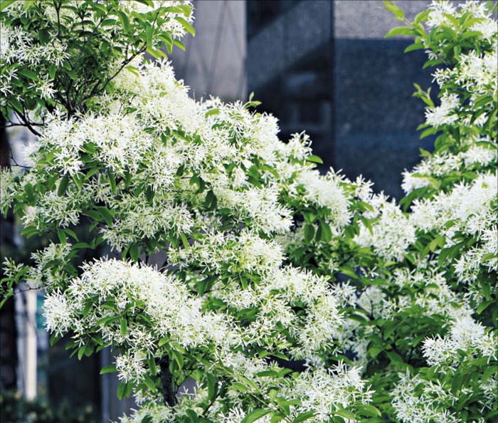 [식물 이야기] 구름 같은 꽃 무리, 쌀밥·조밥처럼 생겨 이름 붙었대요