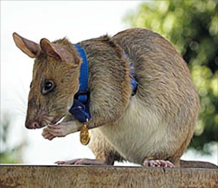 마가와가 지뢰를 탐지한 공로로 받은 메달을 목에 걸고 있어요. 영국의 동물 보호 단체 PDSA는 2020년 마가와에게 올해의 용감한 동물 금상을 수여했습니다. /PDSA 홈페이지