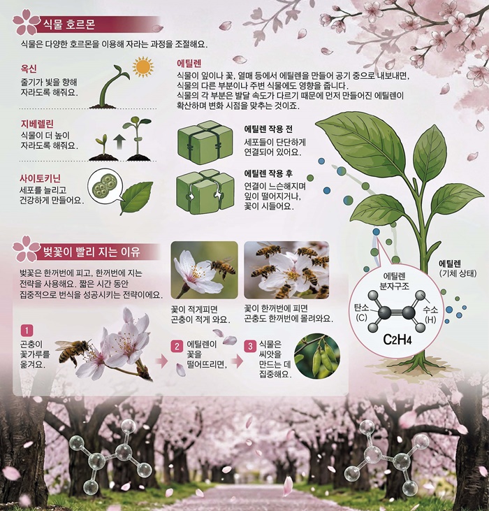 [재미있는 과학] 벚꽃비 내리는 건 바람 아닌 식물 호르몬 때문이래요