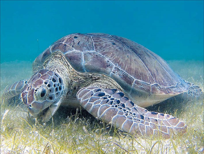 미국 해양대기청