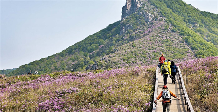 황매산 황매평전에 분홍색 철쭉이 활짝 피었어요. /영상미디어