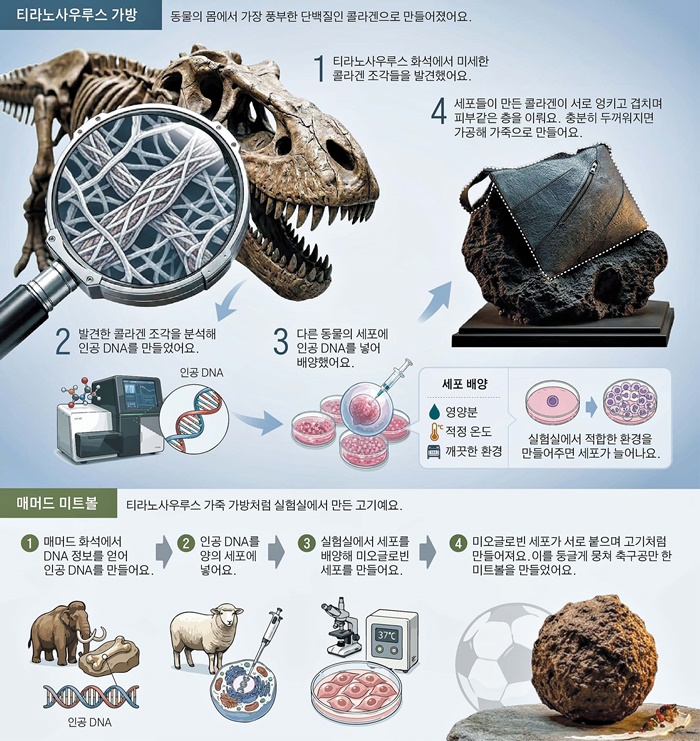 [재미있는 과학] 티라노 가방, 매머드 고기… 화석 속 DNA로 만들었죠