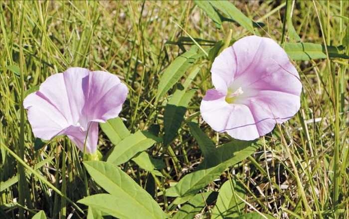 연분홍색 메꽃이 활짝 폈어요. 곡식이 부족했던 시절엔 메꽃의 뿌리(메)를 캐 먹기도 했대요. /김민철 기자