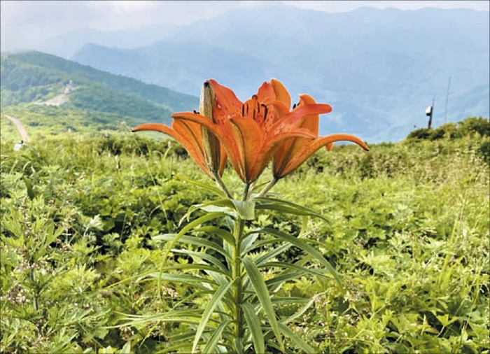 지리산 능선을 배경으로 꽃잎을 펼친 날개하늘나리. /국립공원공단 지리산국립공원사무소