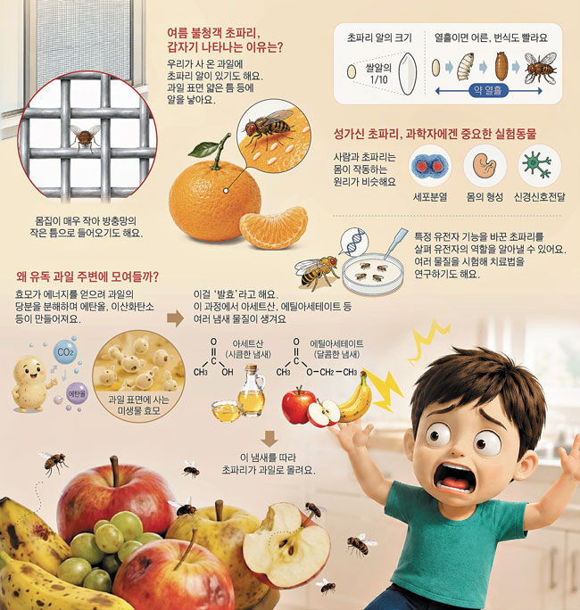 [재미있는 과학] 성가신 초파리, 유전•질병 연구 돕는 과학자 동료래요