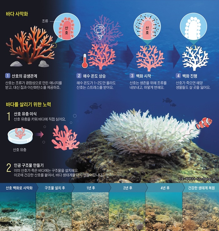 산호 백화 현상